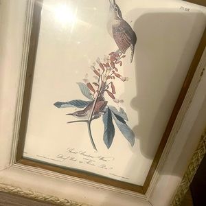 Audubon Bird Print w/ Antique Frame